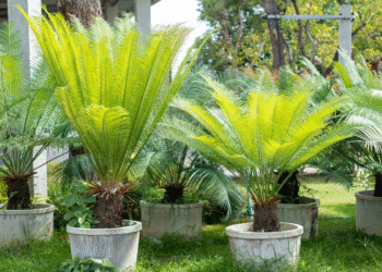 10 Tropical Palms and Ferns That Thrive in Warm Climates