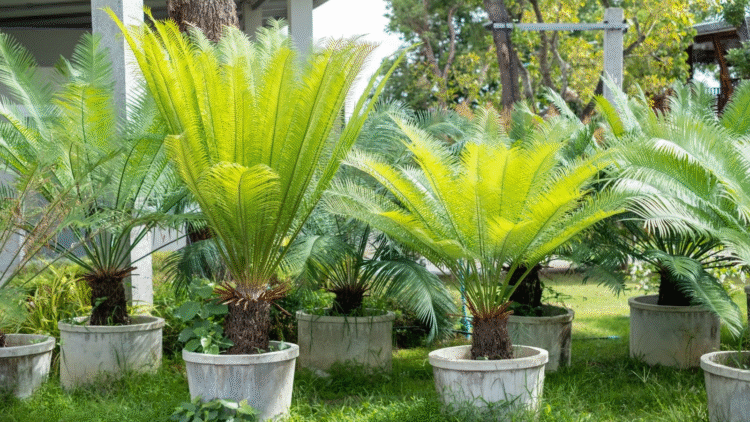 10 Tropical Palms and Ferns That Thrive in Warm Climates