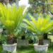 10 Tropical Palms and Ferns That Thrive in Warm Climates
