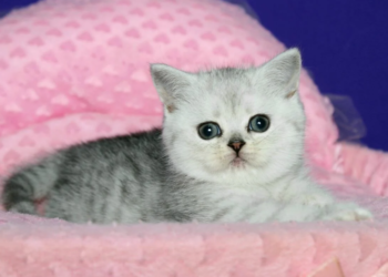 What You Didn’t Know About Celebrities Who Own Rare Cat Breeds Like the Scottish Fold