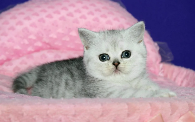 What You Didn’t Know About Celebrities Who Own Rare Cat Breeds Like the Scottish Fold