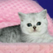 What You Didn’t Know About Celebrities Who Own Rare Cat Breeds Like the Scottish Fold