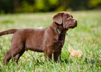 Buy Labrador Retriever Puppies Near Me – Trusted UK Breeder Guide