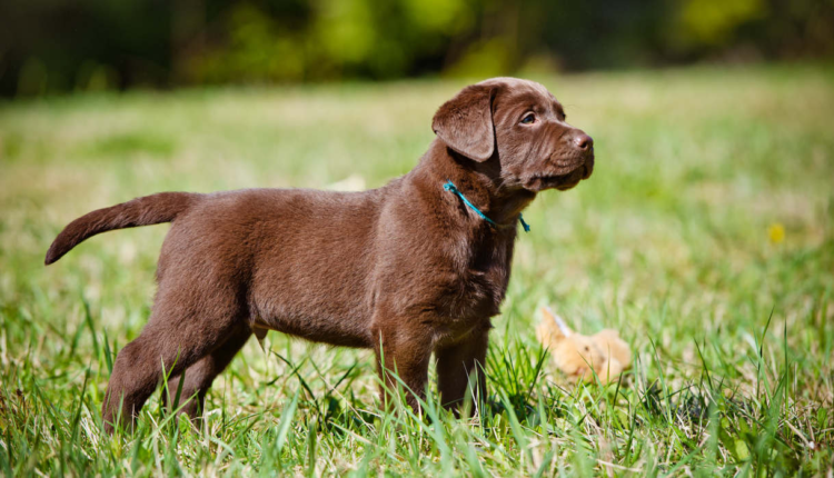 Buy Labrador Retriever Puppies Near Me – Trusted UK Breeder Guide