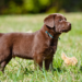 Buy Labrador Retriever Puppies Near Me – Trusted UK Breeder Guide