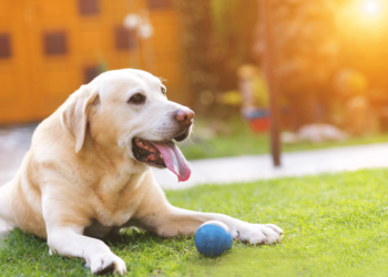 Why General Veterinarians Are Often The First Line Of Defense