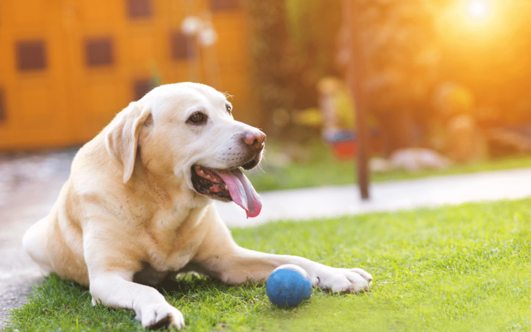 Why General Veterinarians Are Often The First Line Of Defense