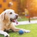 Why General Veterinarians Are Often The First Line Of Defense
