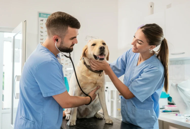3 Benefits Of Annual Pet Wellness Programs At Animal Hospitals