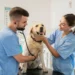 3 Benefits Of Annual Pet Wellness Programs At Animal Hospitals