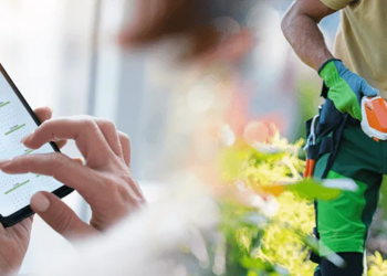 Top 10 UK Trees Most Likely to Collapse