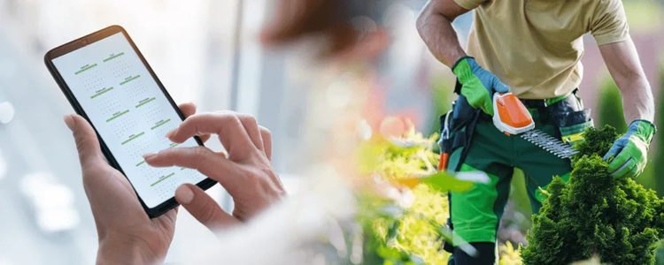 Top 10 UK Trees Most Likely to Collapse