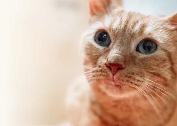 4 Preventive Services That Can Save Pet Owners Money