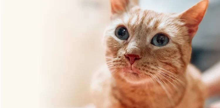 4 Preventive Services That Can Save Pet Owners Money