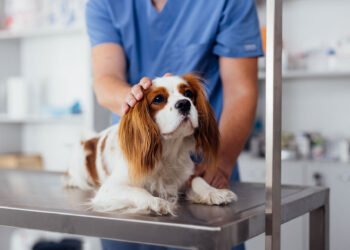 How Animal Hospitals Ensure Continuity Of Care For Multi Pet Families