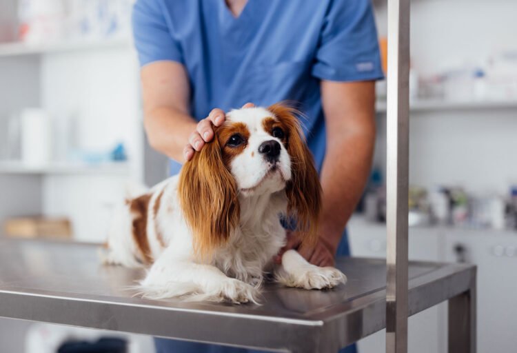 How Animal Hospitals Ensure Continuity Of Care For Multi Pet Families