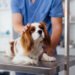 How Animal Hospitals Ensure Continuity Of Care For Multi Pet Families