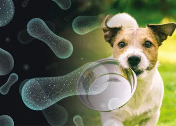 How to Choose the Right Probiotic for Your Dog