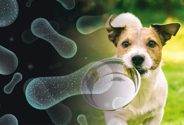 How to Choose the Right Probiotic for Your Dog