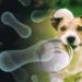 How to Choose the Right Probiotic for Your Dog