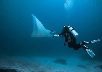 Manta Ray Scuba Diving