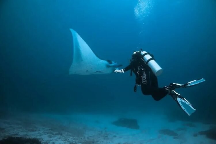 Manta Ray Scuba Diving