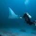 Manta Ray Scuba Diving