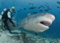 Bull Shark Dive in Fiji
