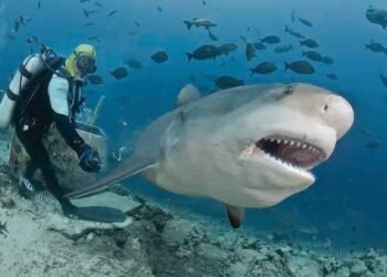 Bull Shark Dive in Fiji