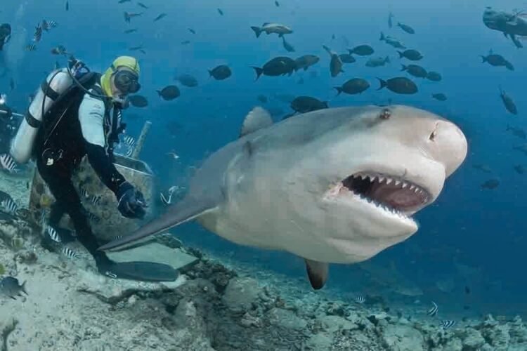 Bull Shark Dive in Fiji