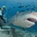 Bull Shark Dive in Fiji